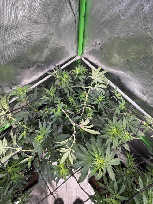 Devils Cookies (SSSC US Strain Cup). Week 8 - 11.5.26 Die große erstmal gescroggt 
