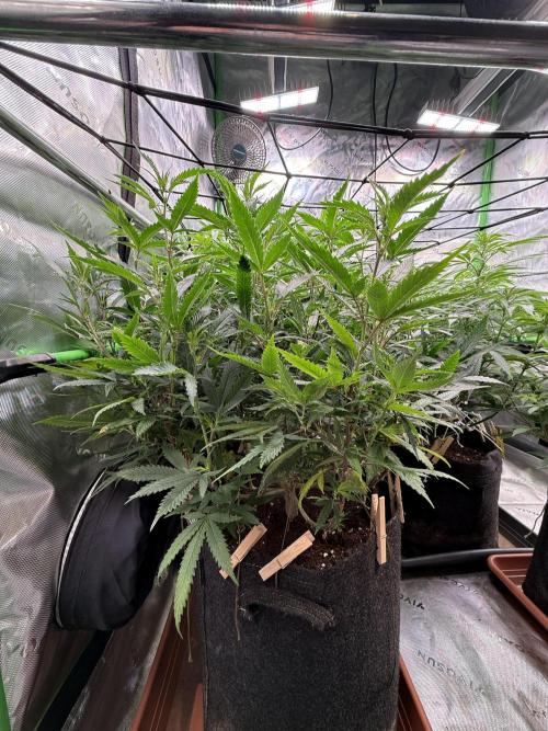 Devils Cookies (SSSC US Strain Cup). Week 8 - 11.5.26