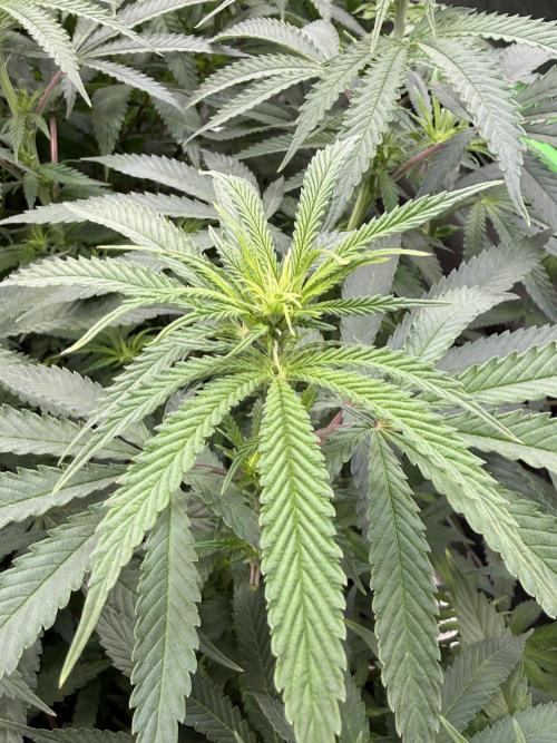 Devils Cookies (SSSC US Strain Cup). Week 8 - 11.5.26 erste Blüte Anzeichen 