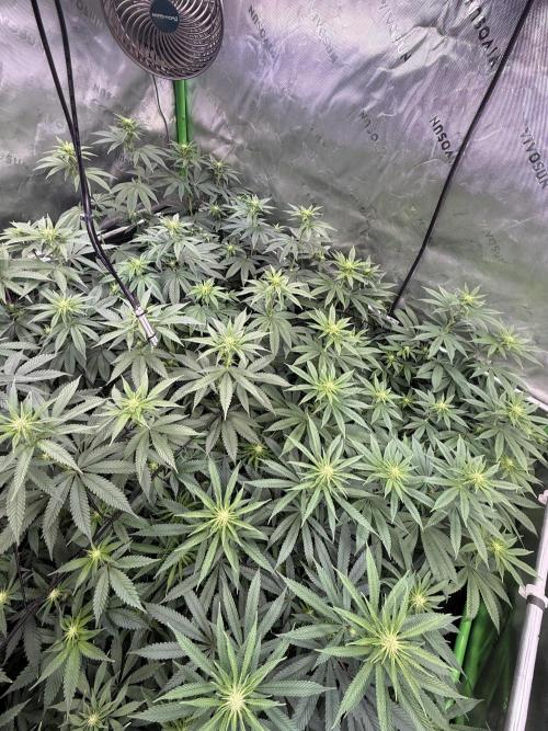 Devils Cookies (SSSC US Strain Cup). Week 9 - 17.5.26 Canopy recht schick 
