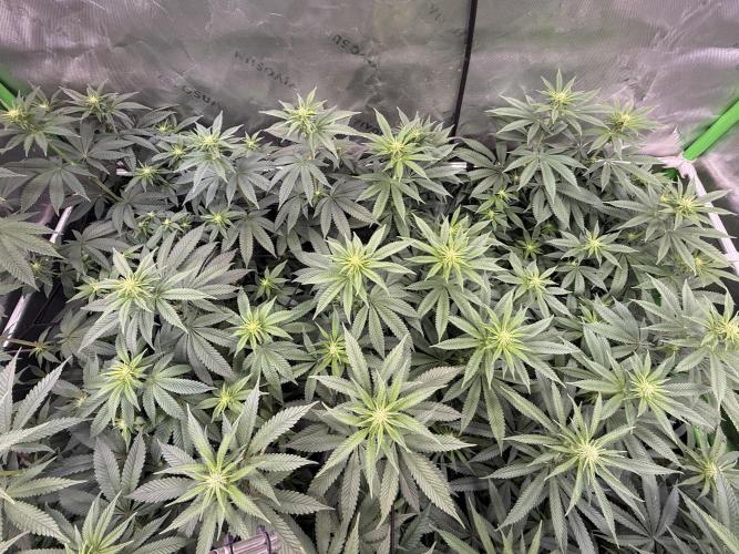 Devils Cookies (SSSC US Strain Cup). Week 9 - 17.5.26
