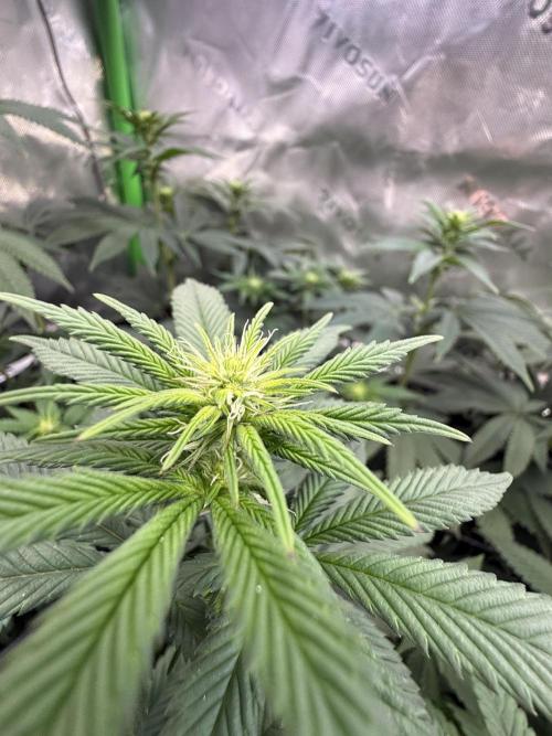 Devils Cookies (SSSC US Strain Cup). Week 9 - 17.5.26