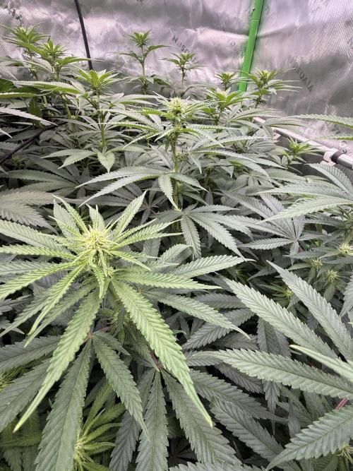 Devils Cookies (SSSC US Strain Cup). Week 9 - 17.5.26