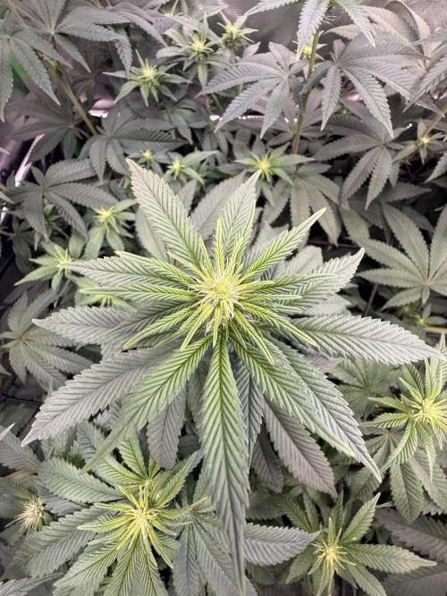 Devils Cookies (SSSC US Strain Cup). Week 9 - 18.5.26