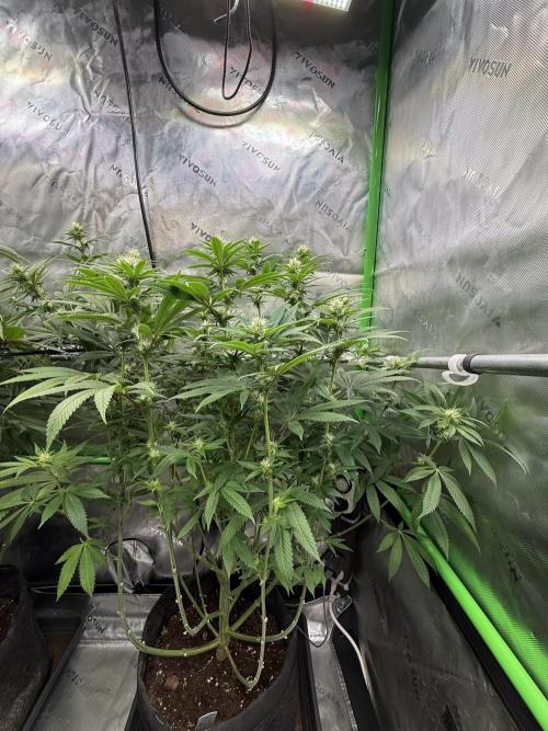 Devils Cookies (SSSC US Strain Cup). Week 10 - 25.5.26