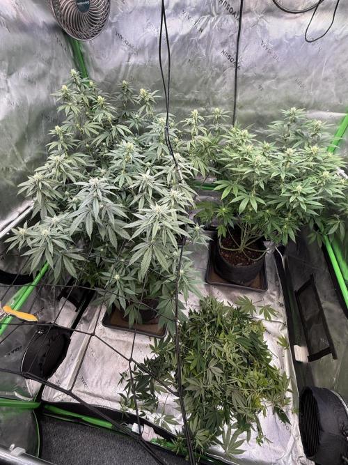 Devils Cookies (SSSC US Strain Cup). Week 10 - 25.5.26 Kahlschlag 