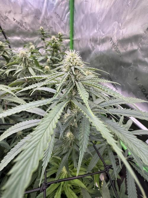 Devils Cookies (SSSC US Strain Cup). Week 10 - 25.5.26 schöner Aufbau 