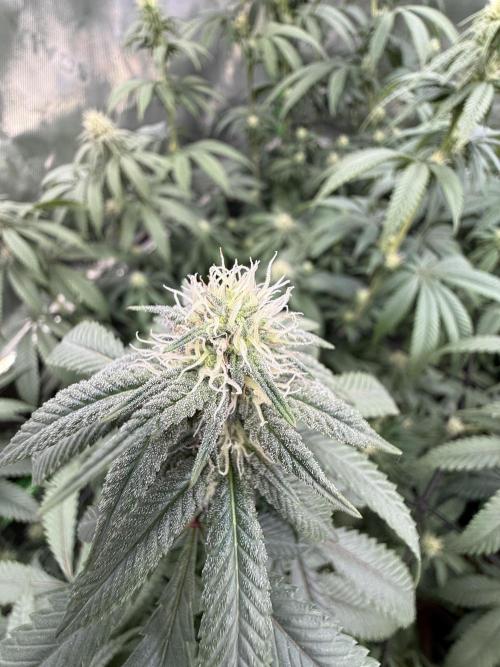 Devils Cookies (SSSC US Strain Cup). Week 10 - 25.5.26 Trichome kommen 