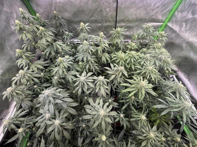Devils Cookies (SSSC US Strain Cup). Week 10 - 25.5.26 The Canopy Smells nice 