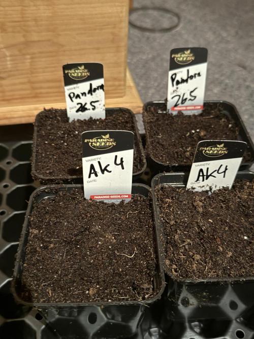 Pandora by Paradise Seeds. Week 0 - 26.6 Keimling gesetzt 