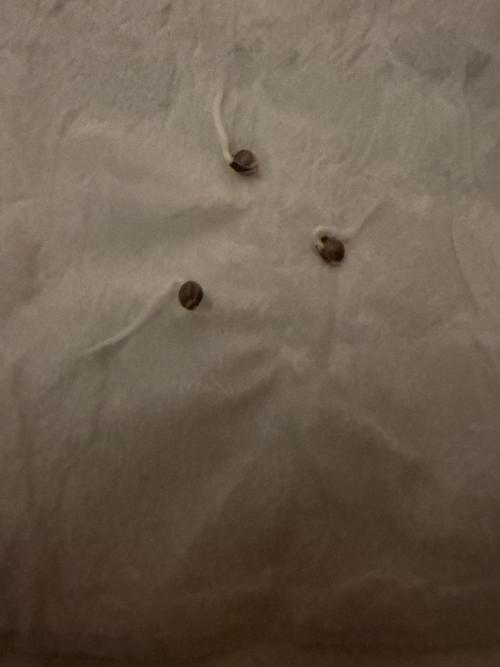 Sensi Star by Paradise Seeds. Week 0