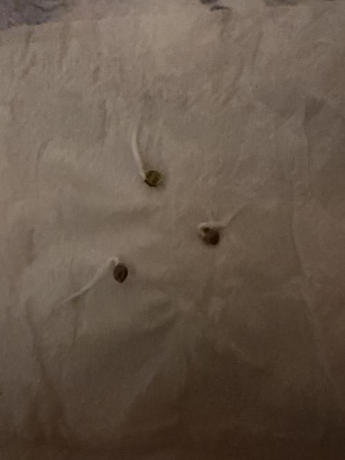 Sensi Star by Paradise Seeds. Week 0