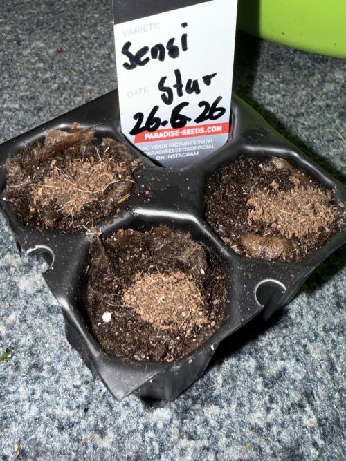 Sensi Star by Paradise Seeds. Week 0