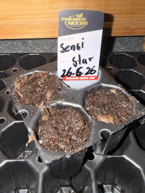 Sensi Star. Week 0