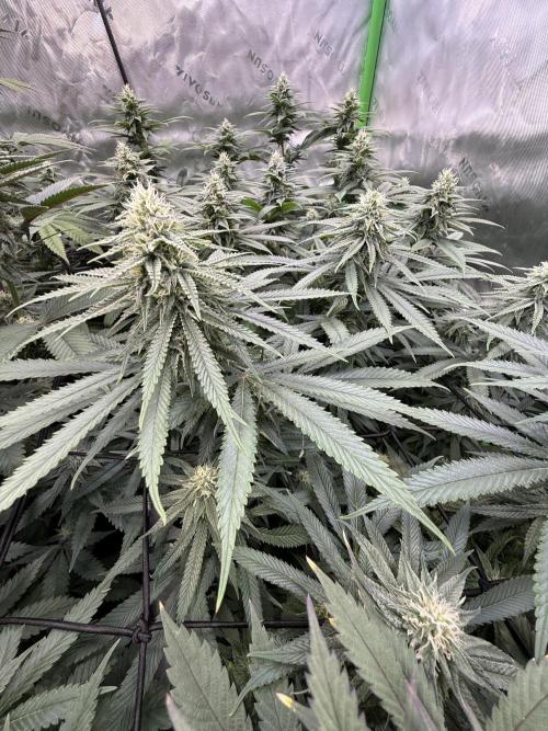 Devils Cookies (SSSC US Strain Cup). Week 11 - 1.6.26