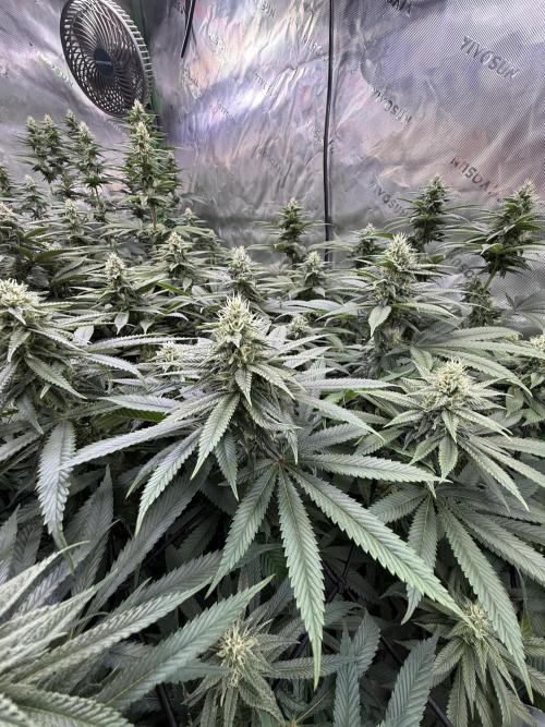 Devils Cookies (SSSC US Strain Cup). Week 11 - 1.6.26