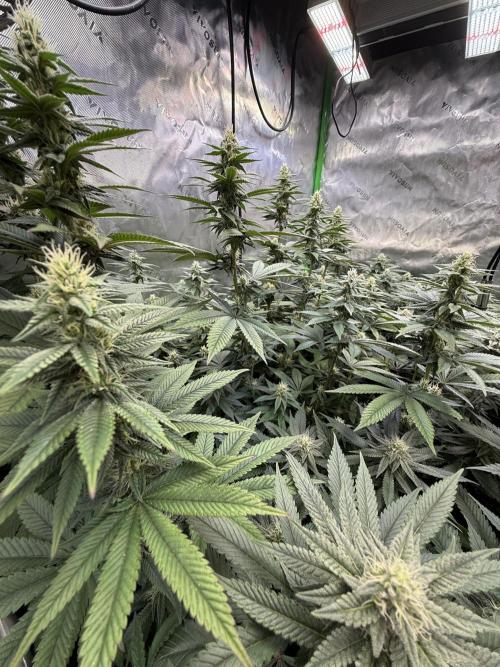 Devils Cookies (SSSC US Strain Cup). Week 11 - 1.6.26 Lulatsch Pheno 3 