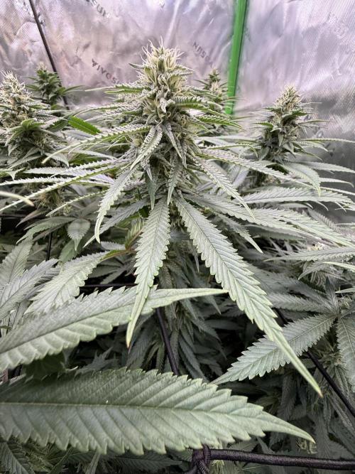 Devils Cookies (SSSC US Strain Cup). Week 11 - 1.6.26