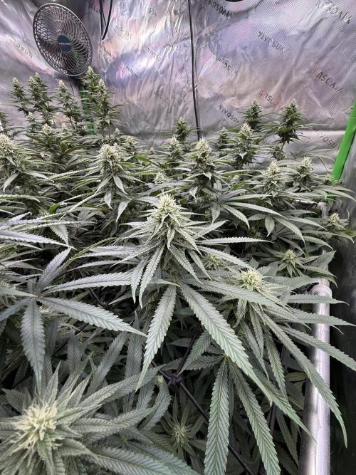 Devils Cookies (SSSC US Strain Cup). Week 11 - 1.6.26