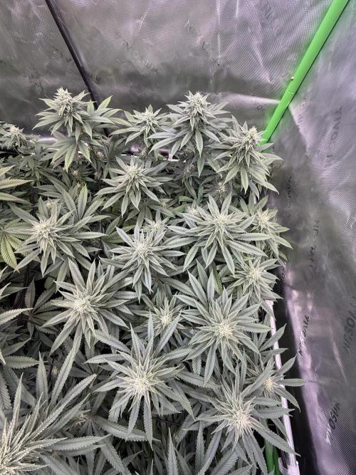 Devils Cookies (SSSC US Strain Cup). Week 11 - 1.6.26