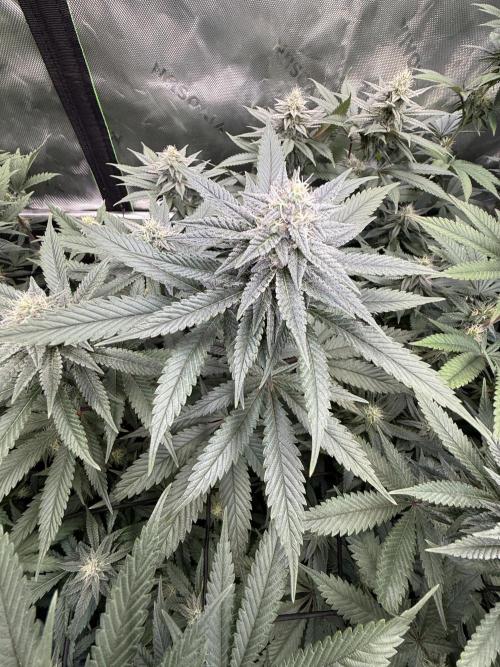 Cosmic Raiser. Week 12