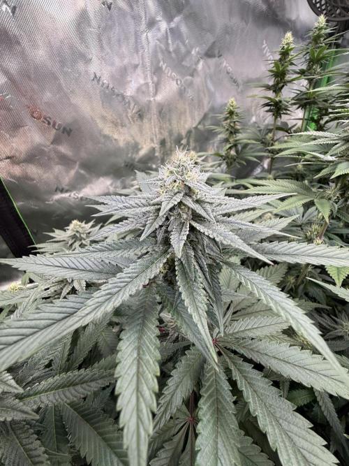 Cosmic Raiser. Week 12