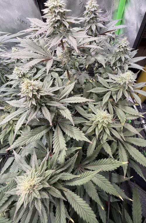 Cosmic Raiser . Week 12