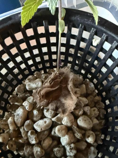 Sensi Star by Paradise Seeds. Week 1 - Bio Material so gut es geht entfernt .. mit pyrolit gereinigt 