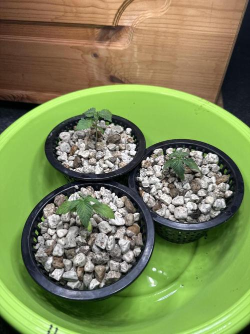 Sensi Star. Week 1