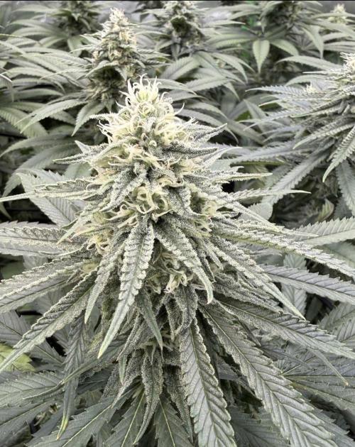 Devils Cookies (SSSC US Strain Cup). Week 12 - 8.6.26 bulking 
