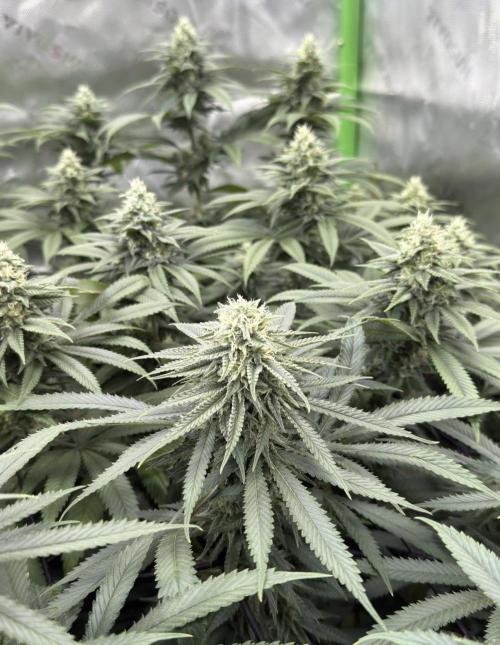 Devils Cookies (SSSC US Strain Cup). Week 12 - 8.6.26 der eine Pheno is perfekt 