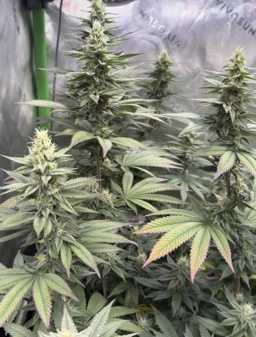 Devils Cookies (SSSC US Strain Cup). Week 12 - 8.6.26