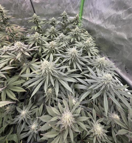 Devils Cookies (SSSC US Strain Cup). Week 12 - 8.6.26