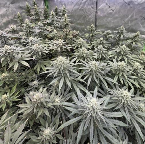 Devils Cookies (SSSC US Strain Cup). Week 12 - 8.6.26 