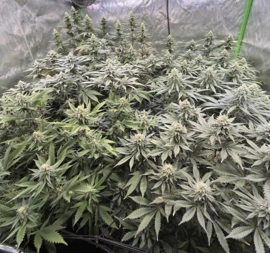 Devils Cookies (SSSC US Strain Cup). Week 12 - Mal ausnahmsweise das ganze Zelt 