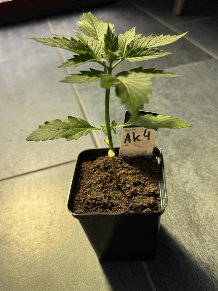 Auto Kong 4 by Paradise Seeds. Week 1