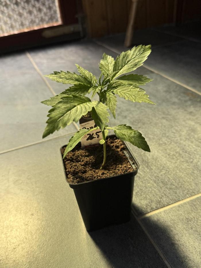Pandora by Paradise Seeds. Week 1