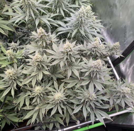 Cosmic Raiser. Week 13