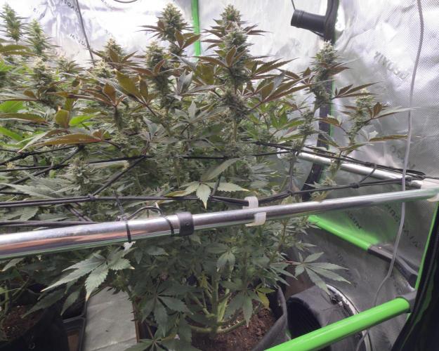 Cosmic Raiser. Week 13