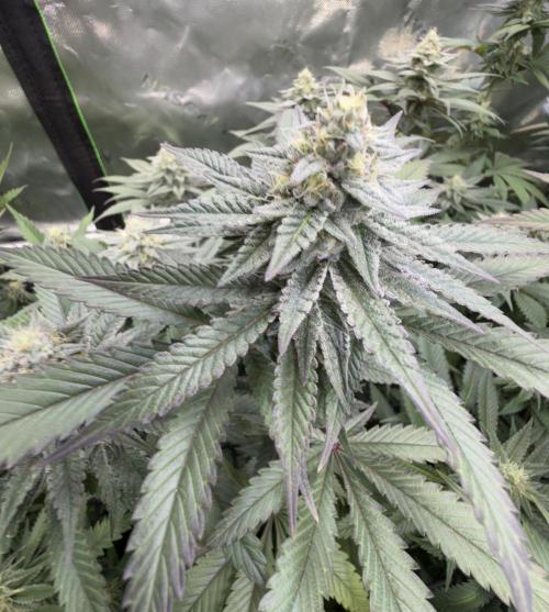 Cosmic Raiser. Week 13