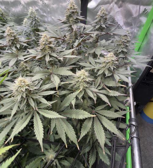 Cosmic Raiser. Week 13