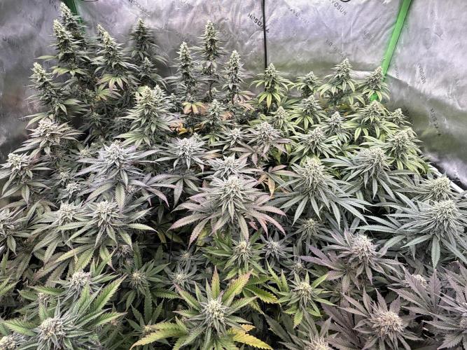 Devils Cookies (SSSC US Strain Cup). Week 13 - 14.6.26