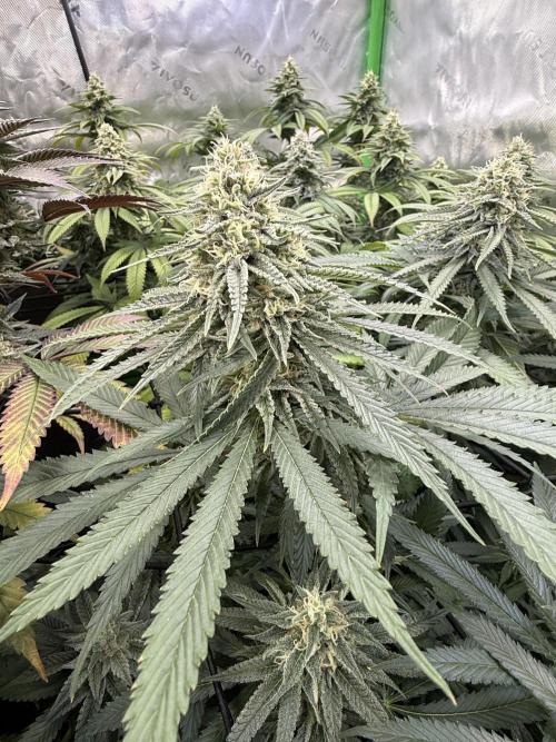 Devils Cookies (SSSC US Strain Cup). Week 13 - 14.6.26