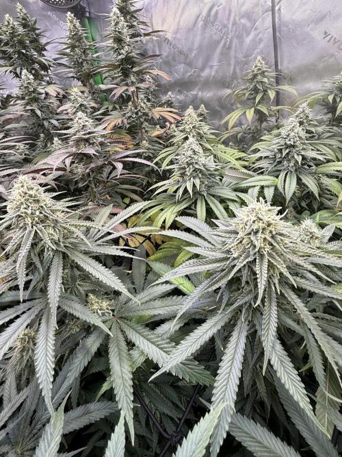 Devils Cookies (SSSC US Strain Cup). Week 13 - 15.6.26