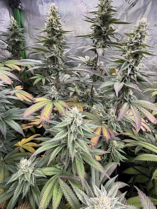 Devils Cookies (SSSC US Strain Cup). Week 13 - 15.6.26