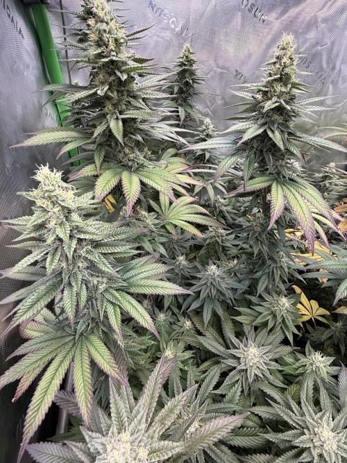 Devils Cookies (SSSC US Strain Cup). Week 13 - 15.6.26