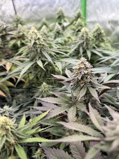 Devils Cookies (SSSC US Strain Cup). Week 13 - 15.6.26