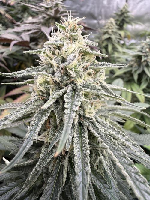 Devils Cookies (SSSC US Strain Cup). Week 13 - 15.6.26