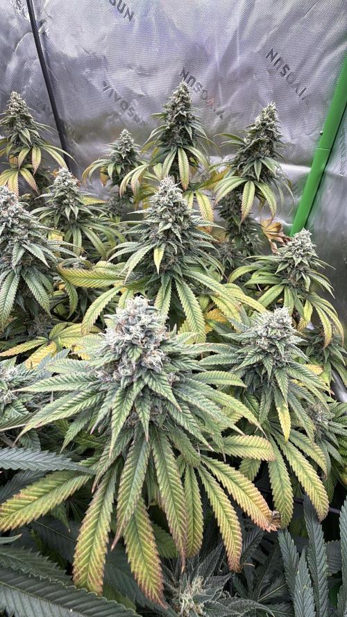 Devils Cookies (SSSC US Strain Cup). Week 14 - 21.6.26 Pheno 2 