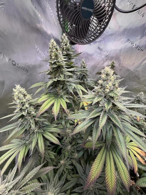 Devils Cookies (SSSC US Strain Cup). Week 14 - 21.6.26 Pheno 3 